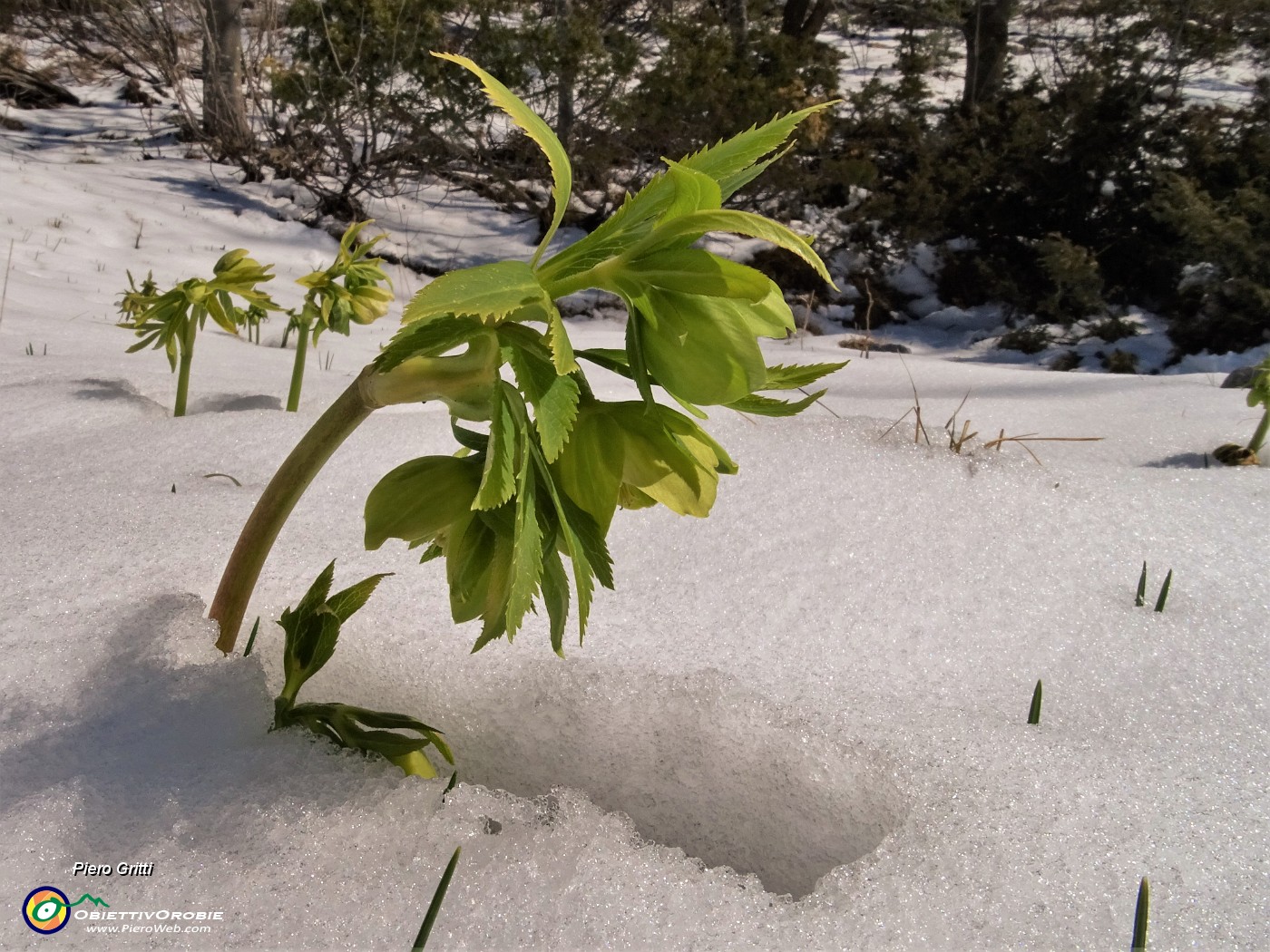 22 Ellebori verdi (Helleborus viridis) si fanno spazio tra la neve.JPG